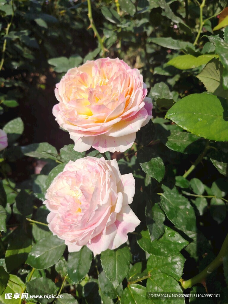 月季花