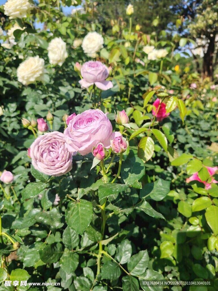 月季花