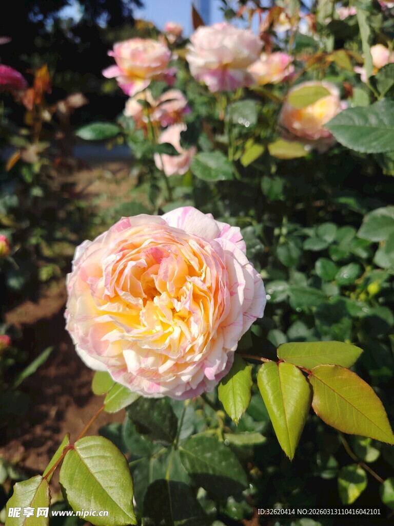月季花