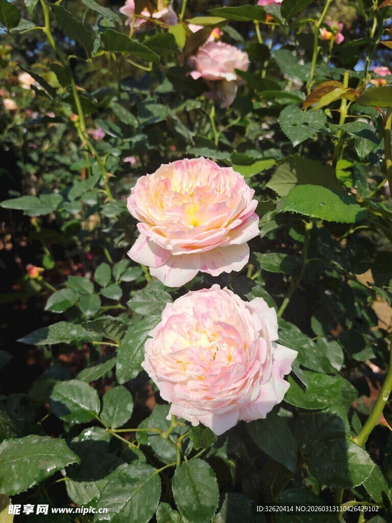 月季花