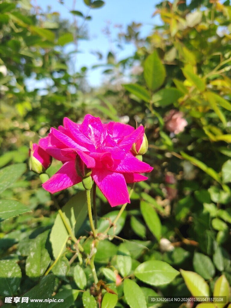 月季花