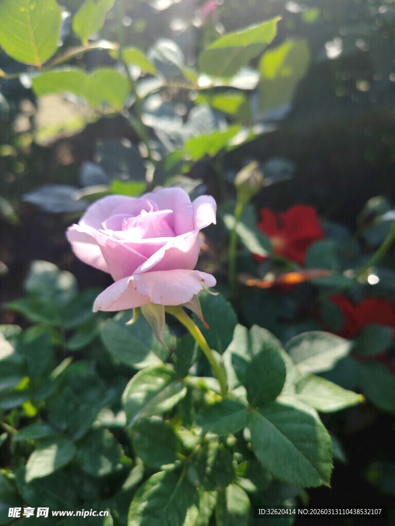 玫瑰花