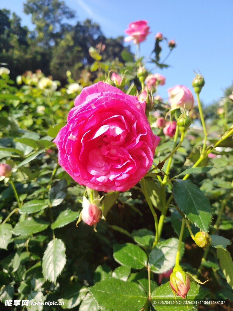 月季花