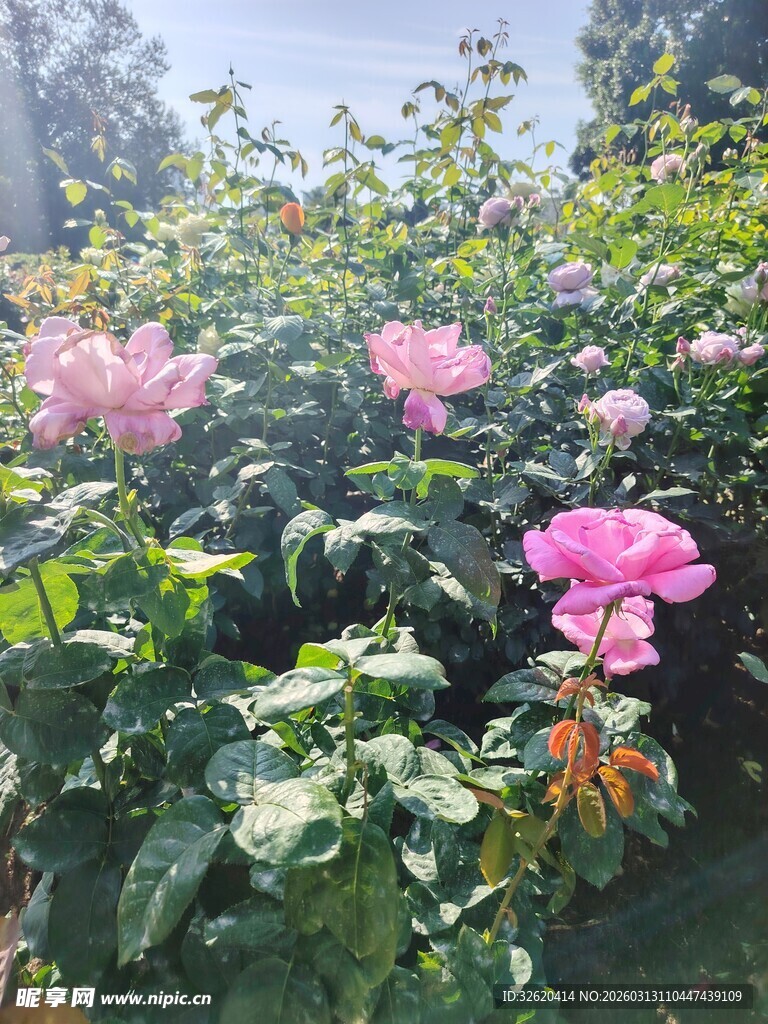 月季花