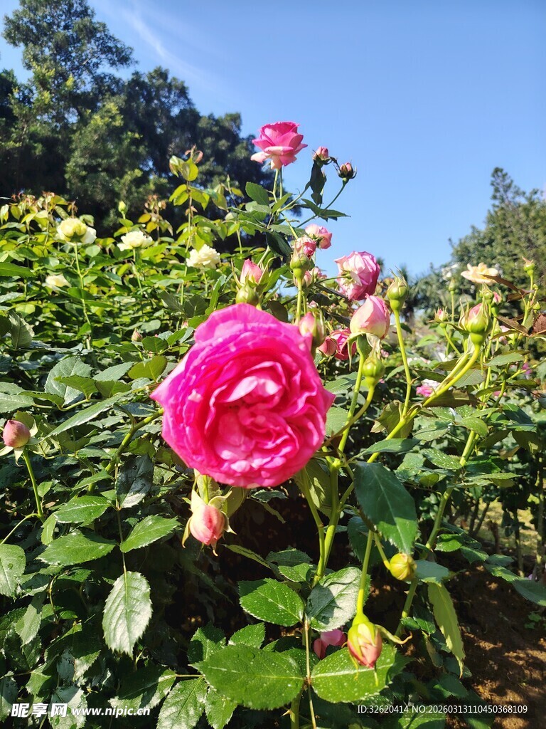 月季花