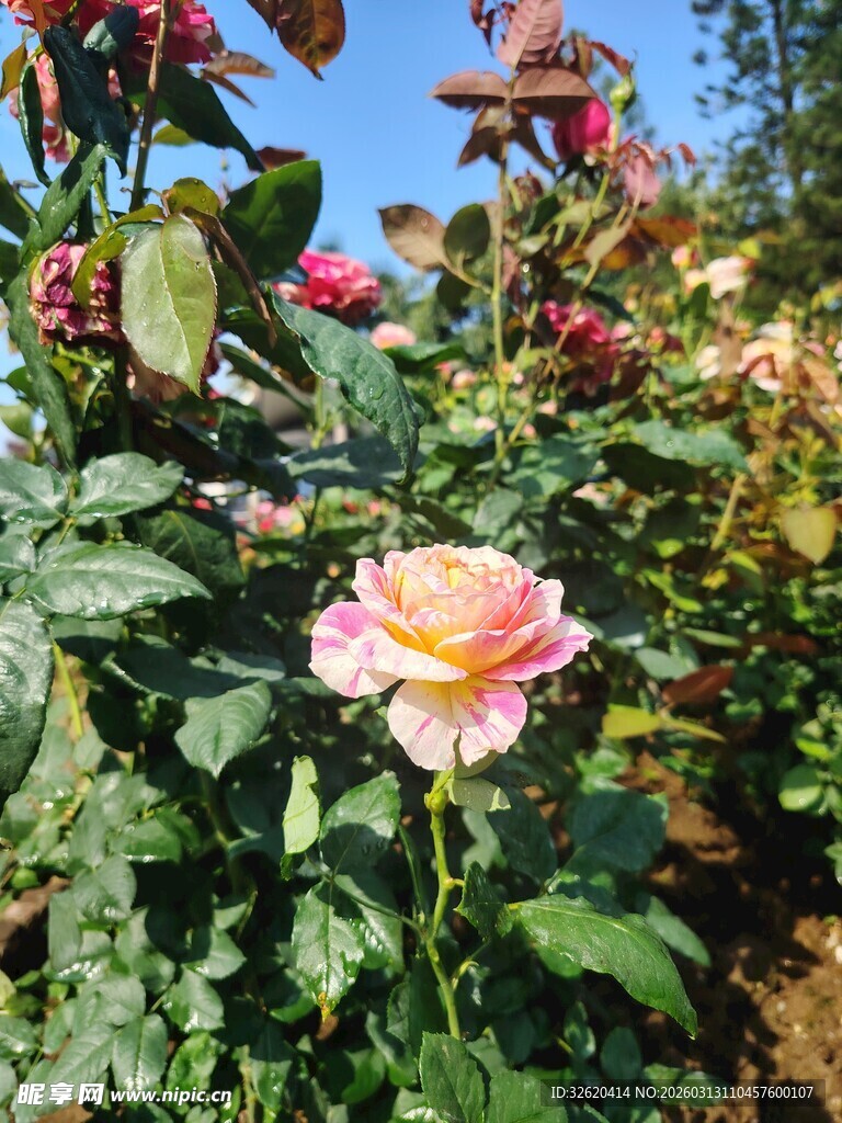 娇艳玫瑰绽放于花园