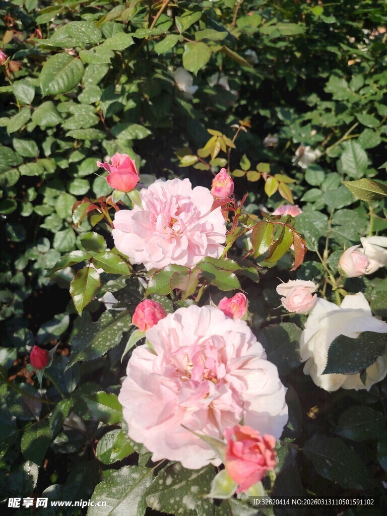 月季花