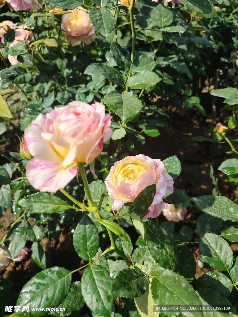 玫瑰花