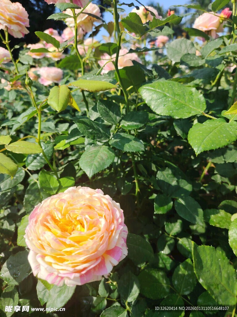月季花