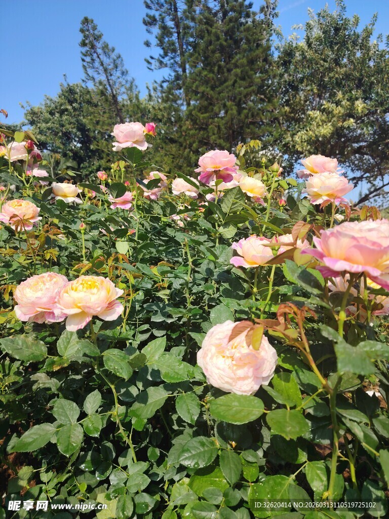 月季花