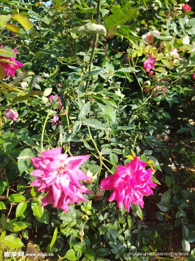 月季花