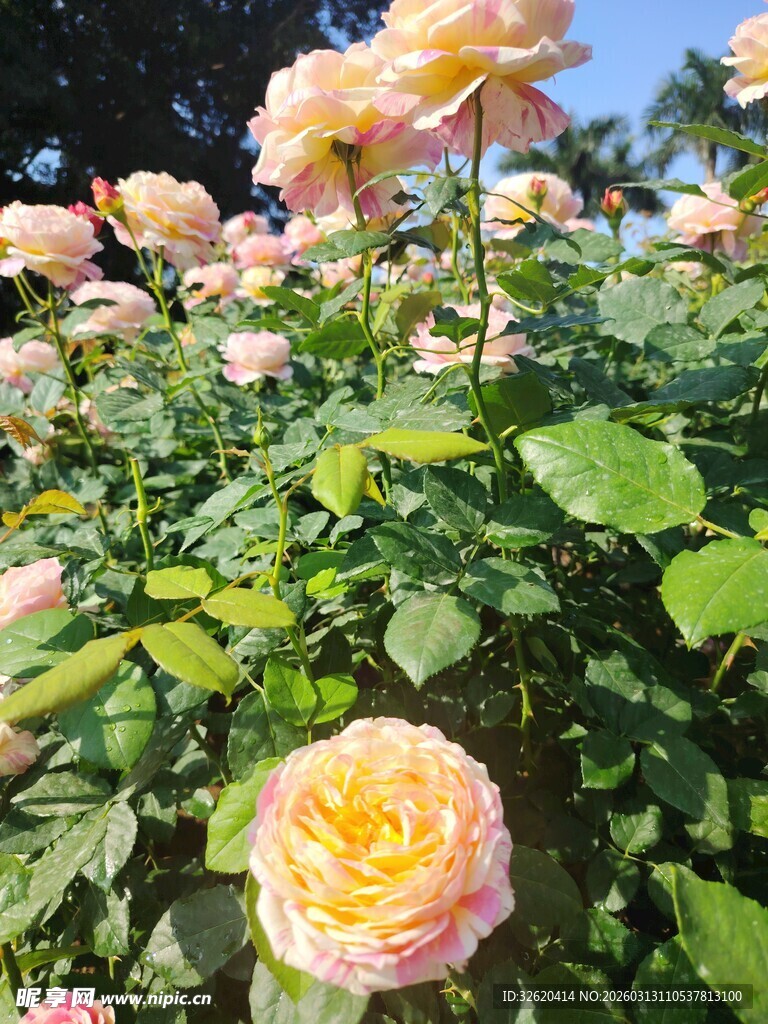 月季花