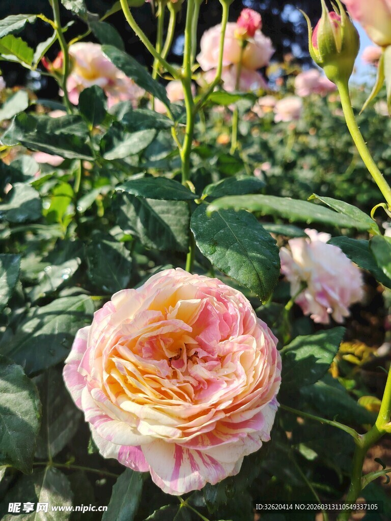 月季花绽放