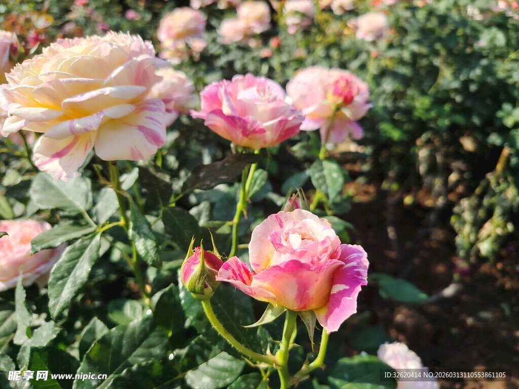 玫瑰花