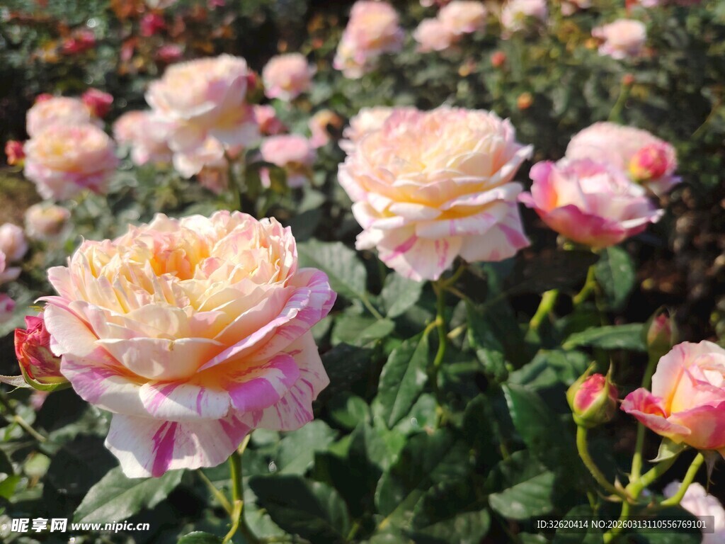 玫瑰花