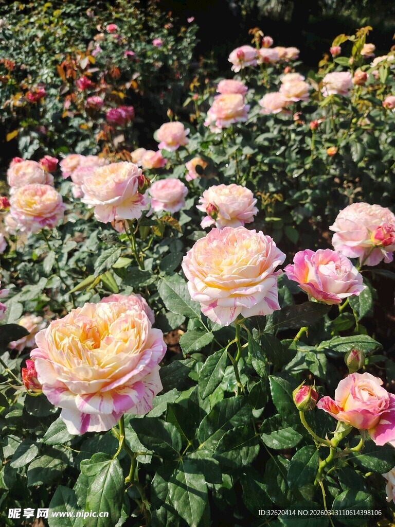 玫瑰花