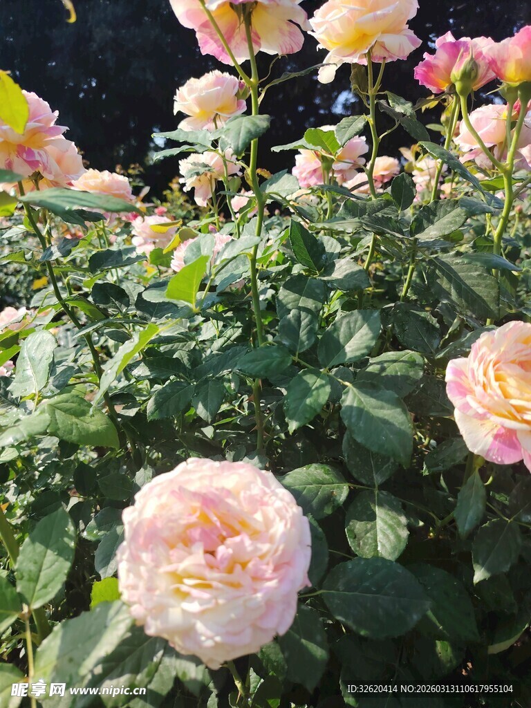 月季花