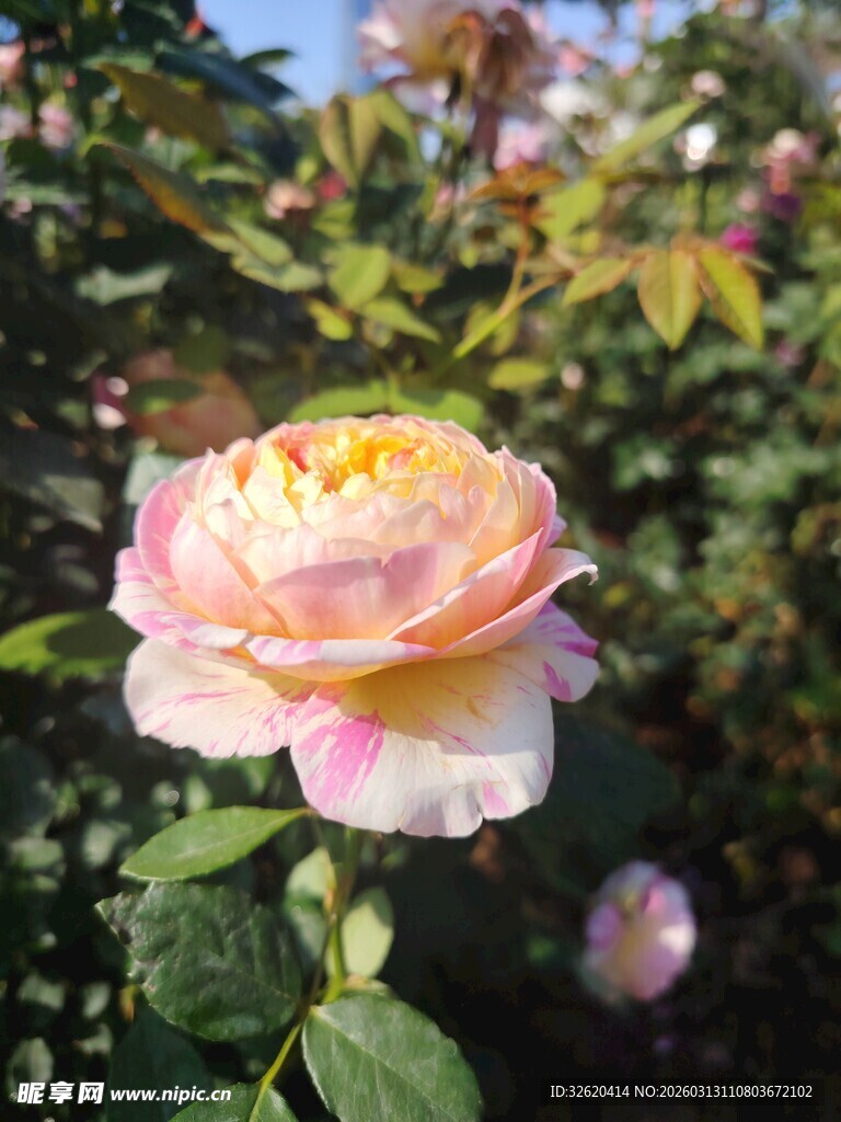 月季花