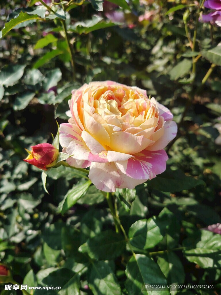 玫瑰花