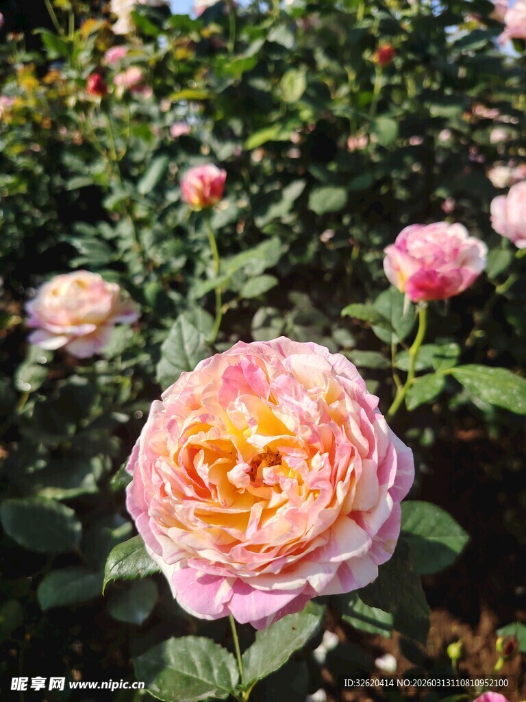月季花