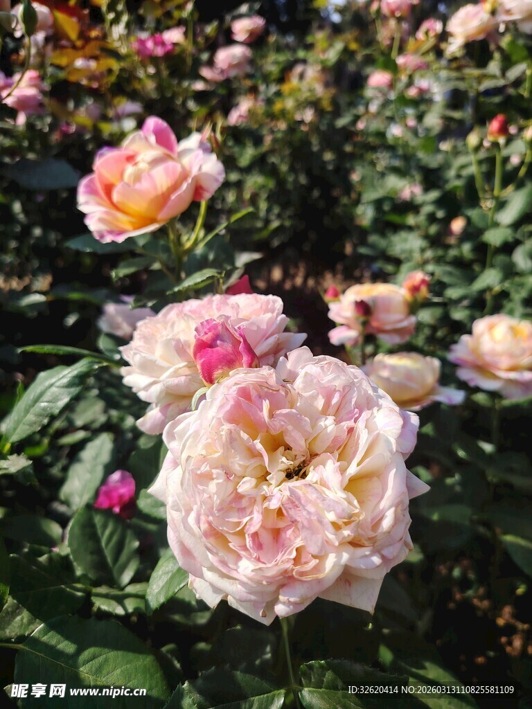 玫瑰花