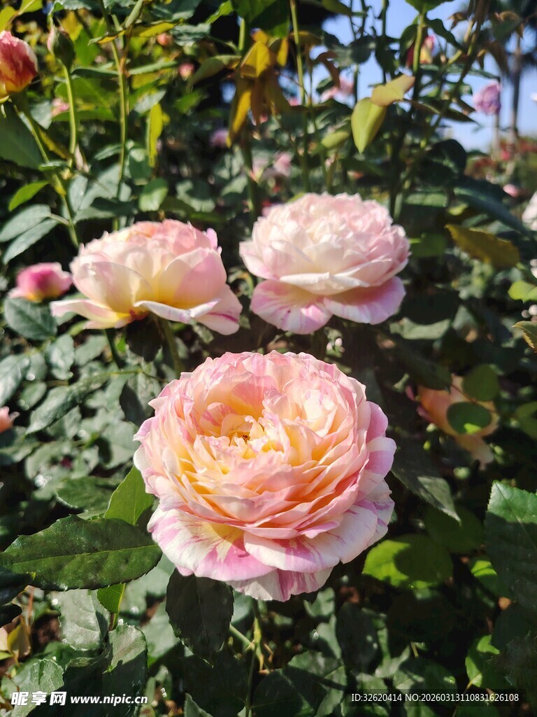 玫瑰花