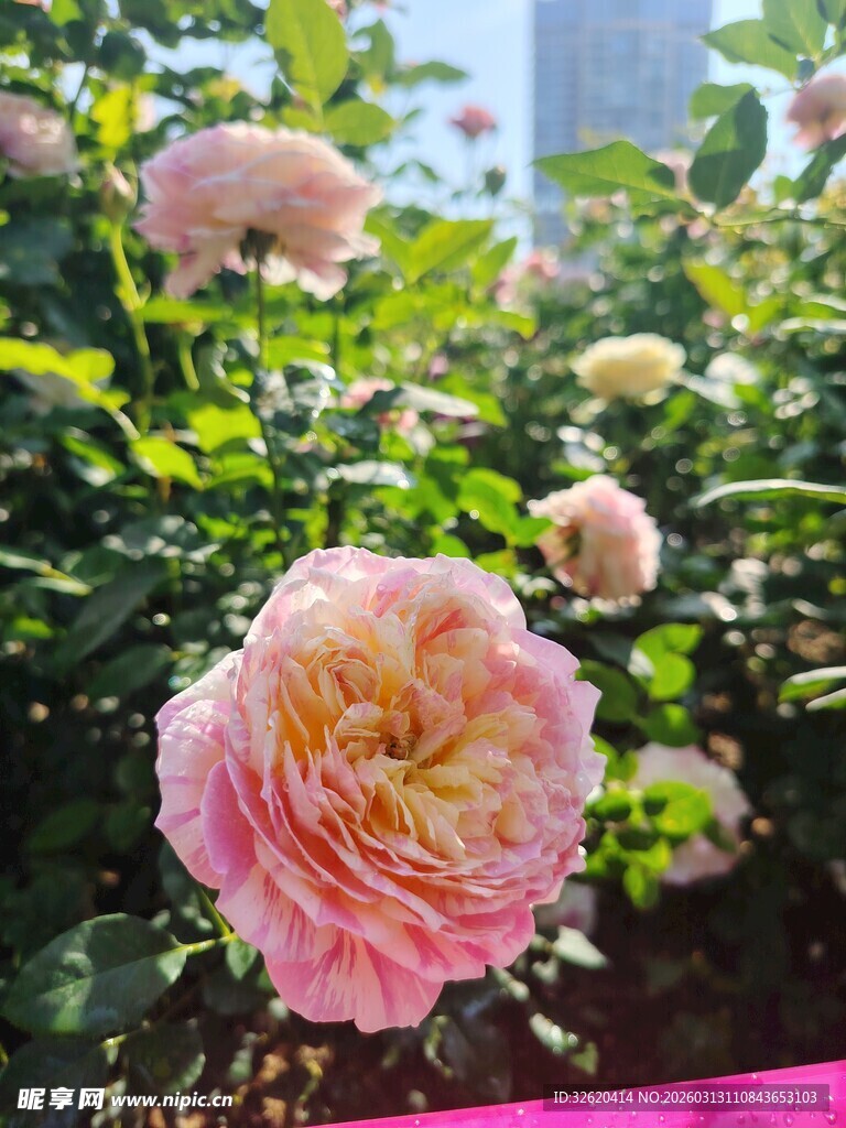 月季花