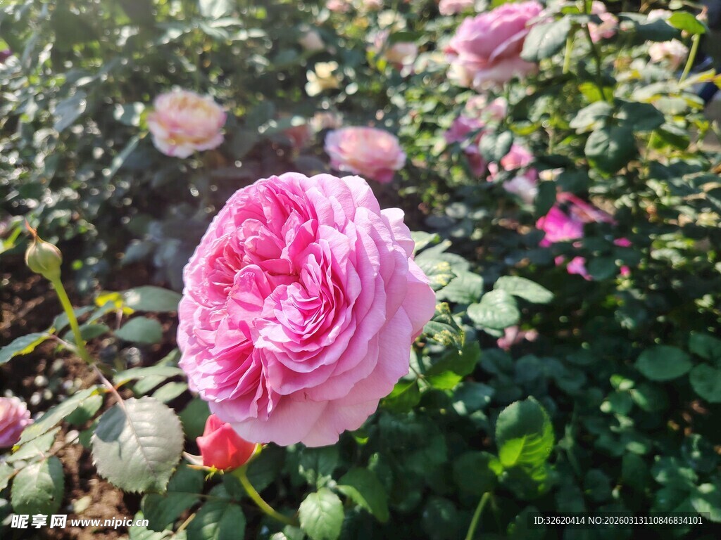 月季花