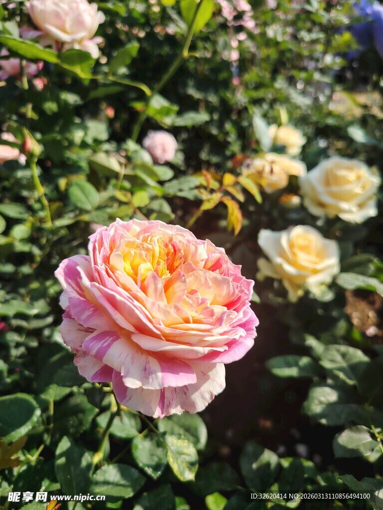 玫瑰花