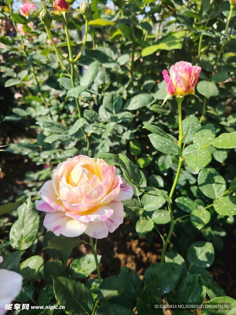 月季花