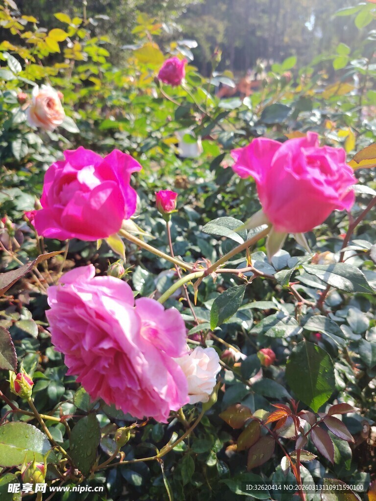 月季花