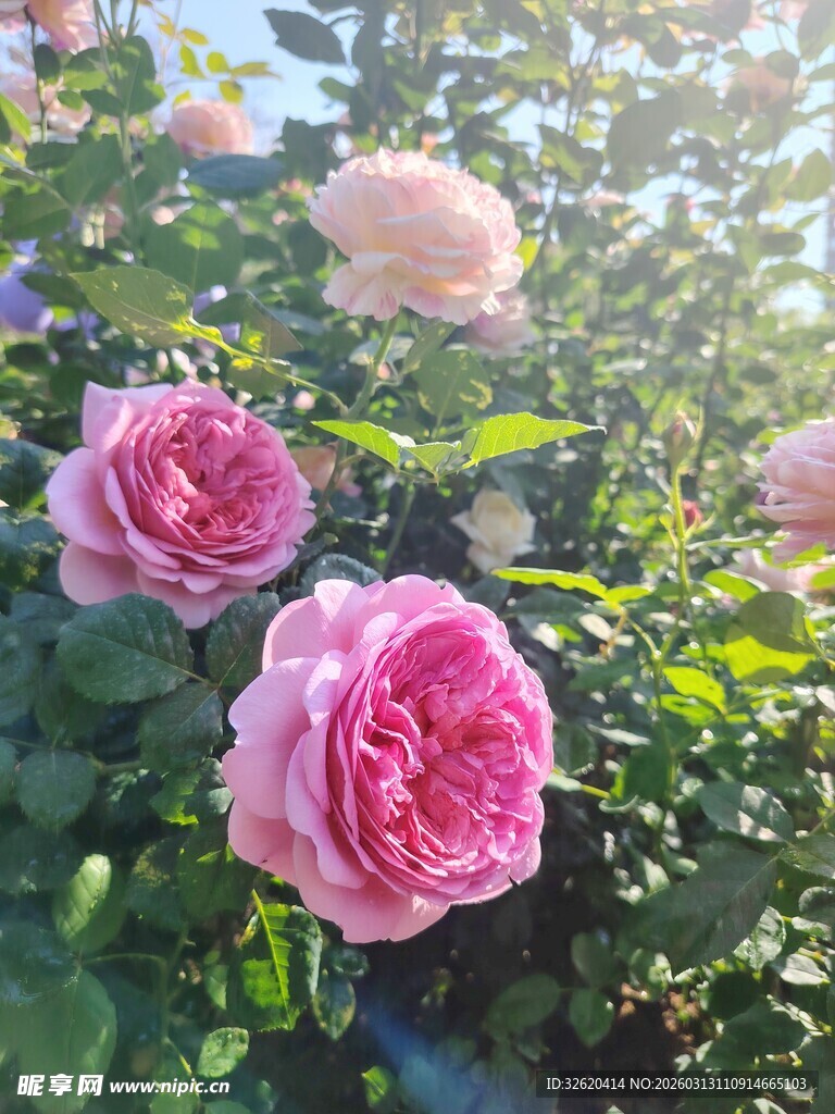 月季花