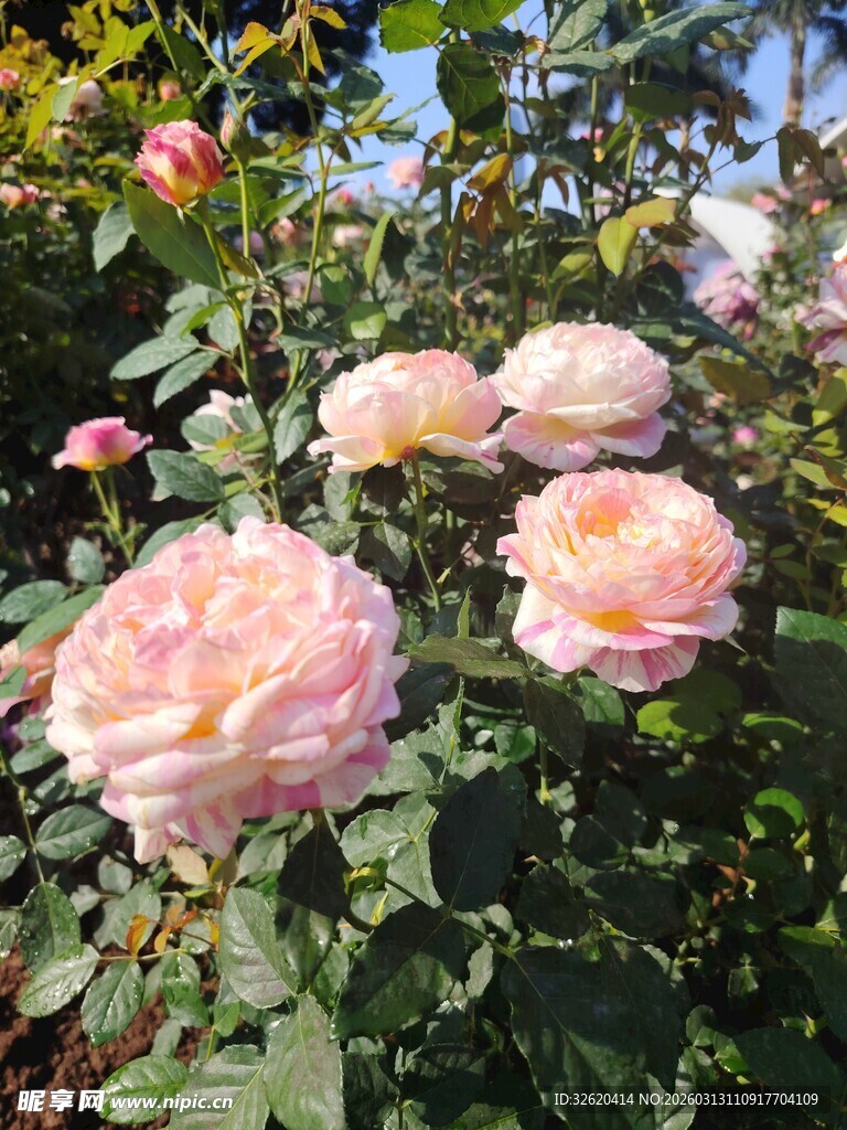 月季花