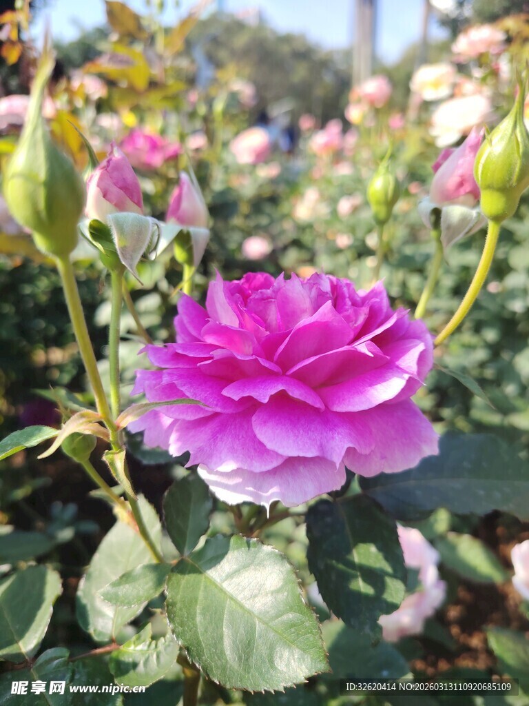 月季花