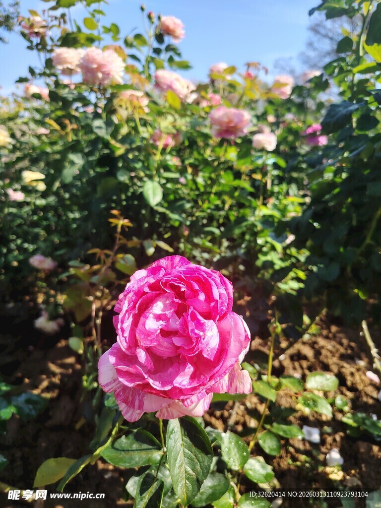 娇艳粉色玫瑰绽放花丛中