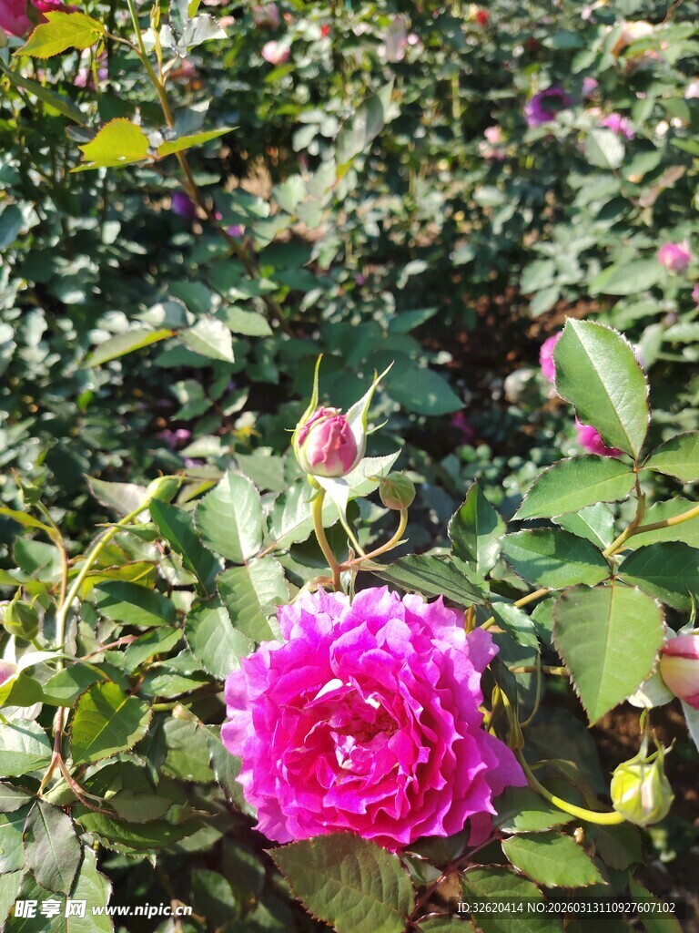 月季花