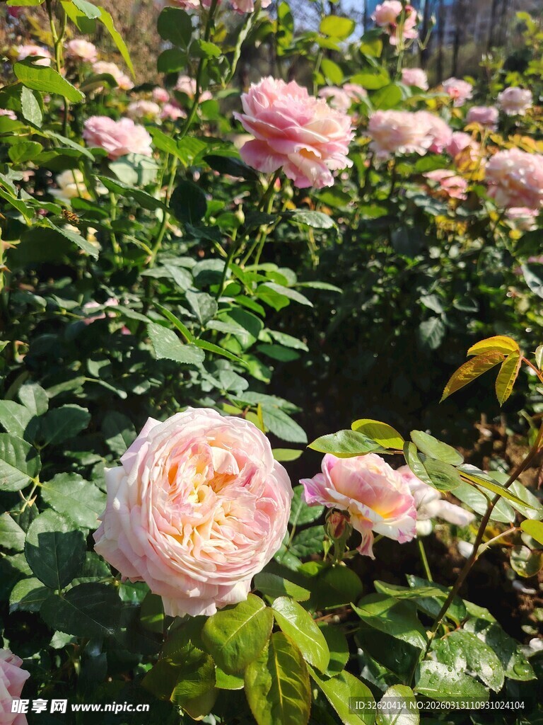 玫瑰花