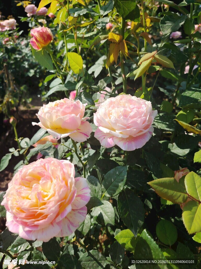 月季花