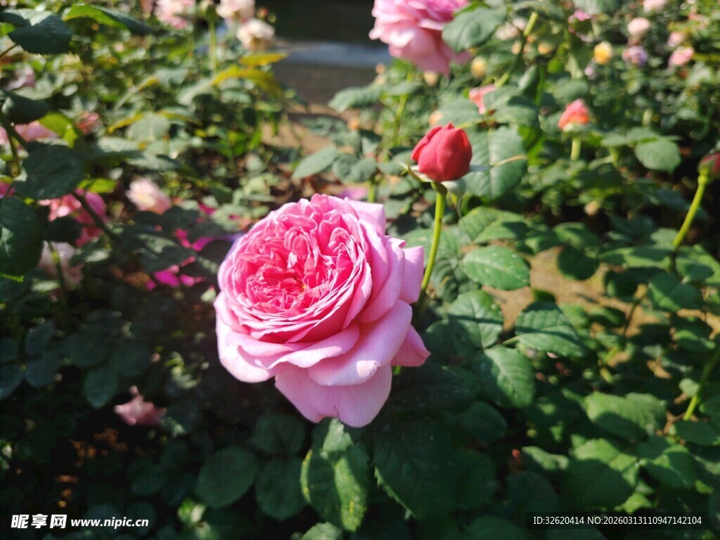 月季花