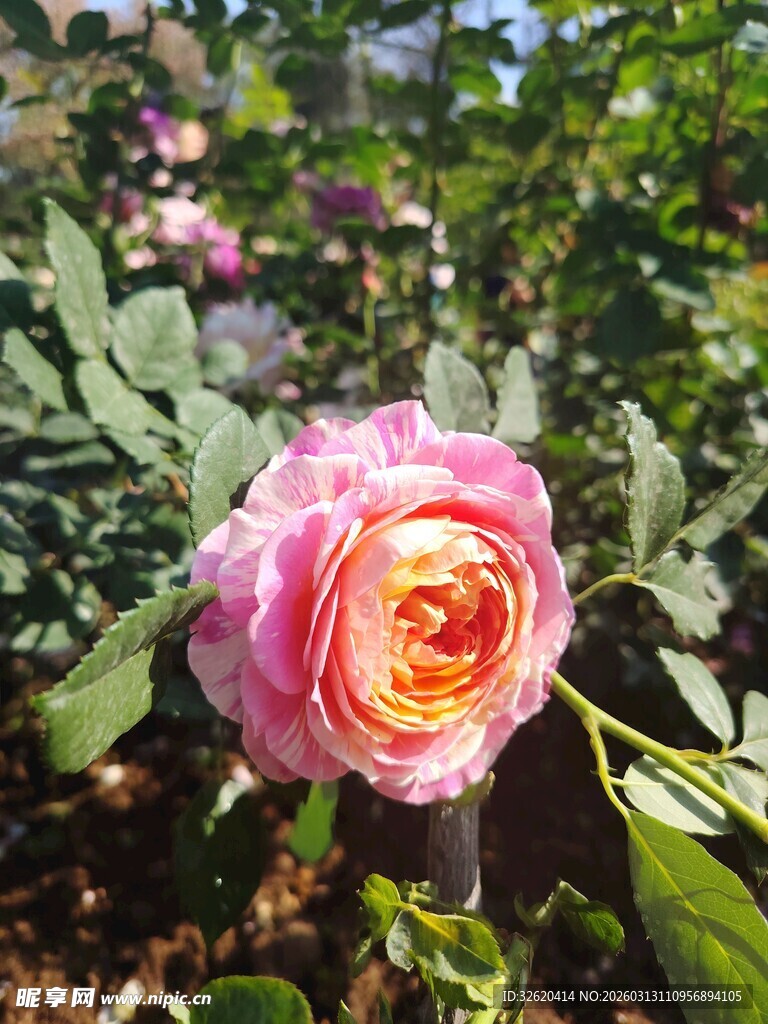 娇艳粉色月季花绽放