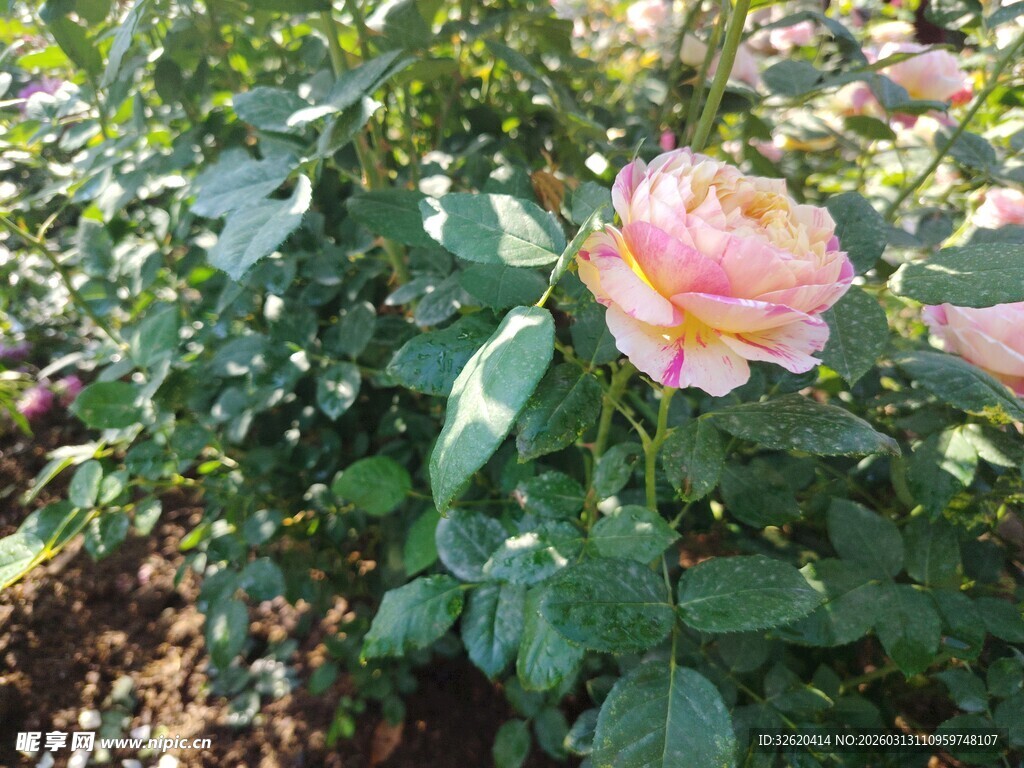 月季花