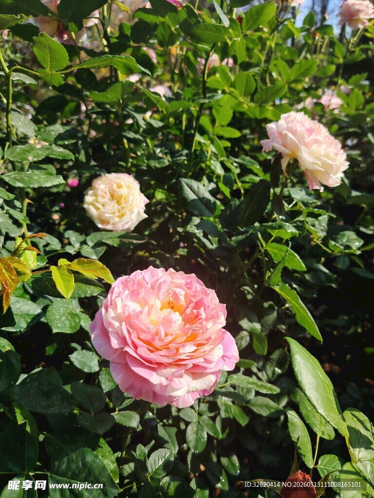 月季花