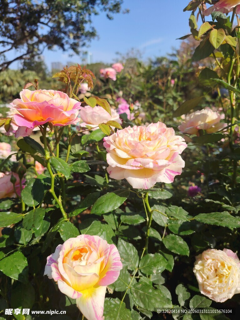 月季花