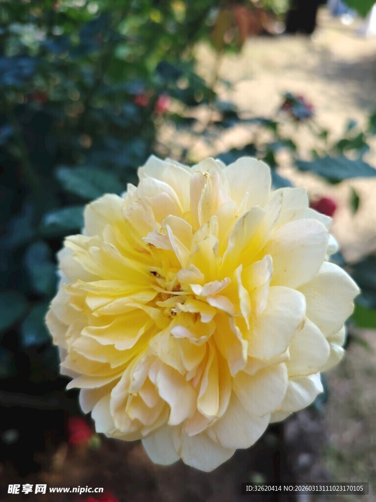 黄玫瑰绽放