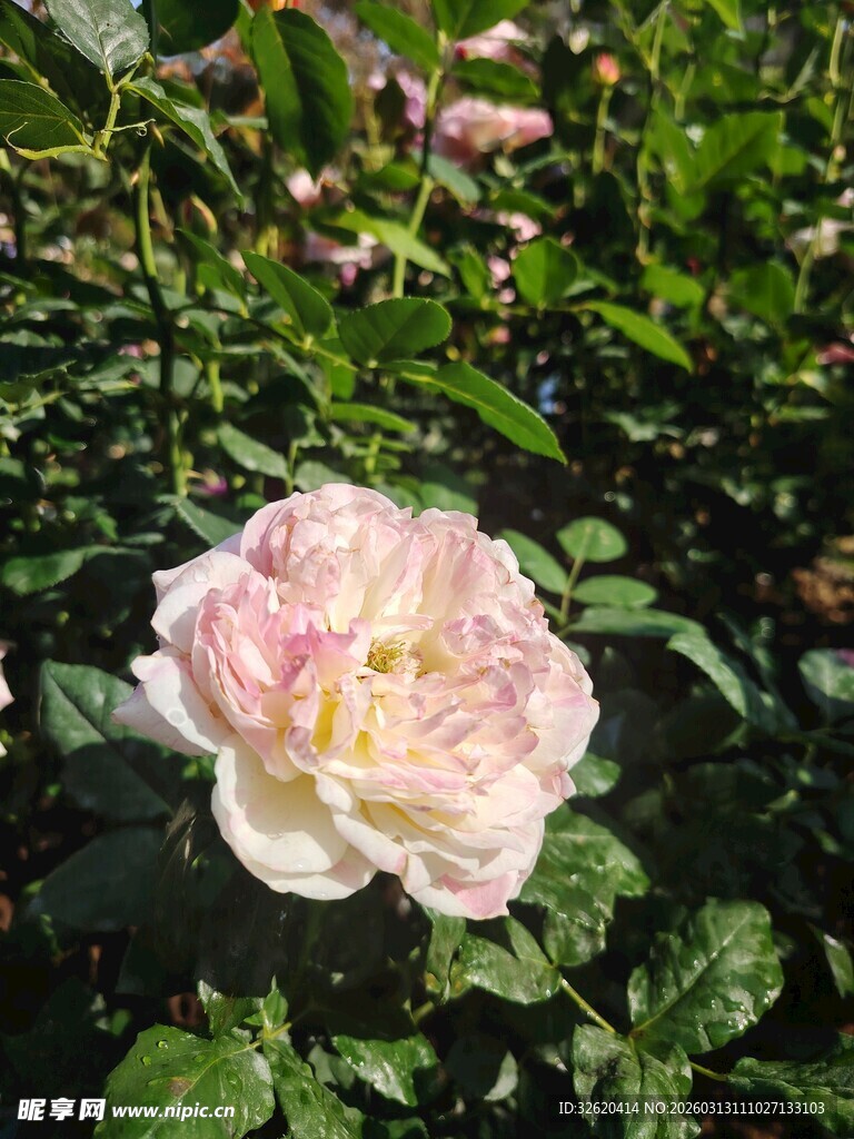 娇艳粉色玫瑰绽放