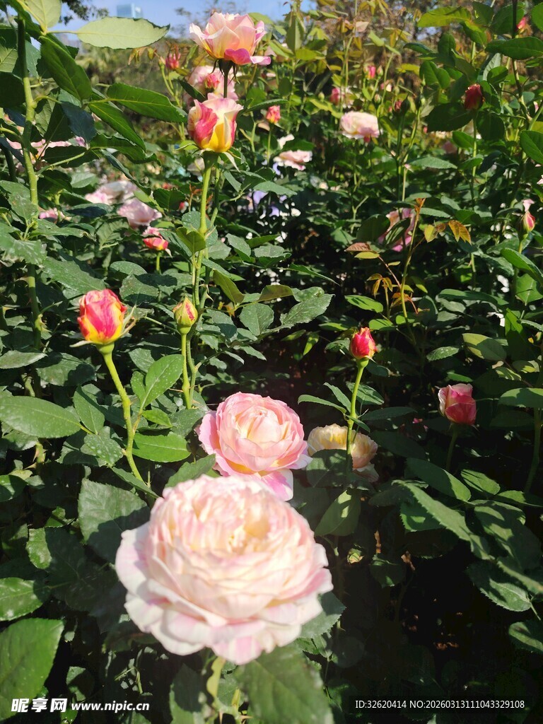 粉色玫瑰花丛