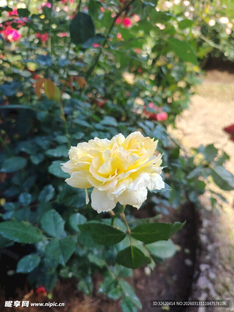 黄玫瑰绽放于绿叶间