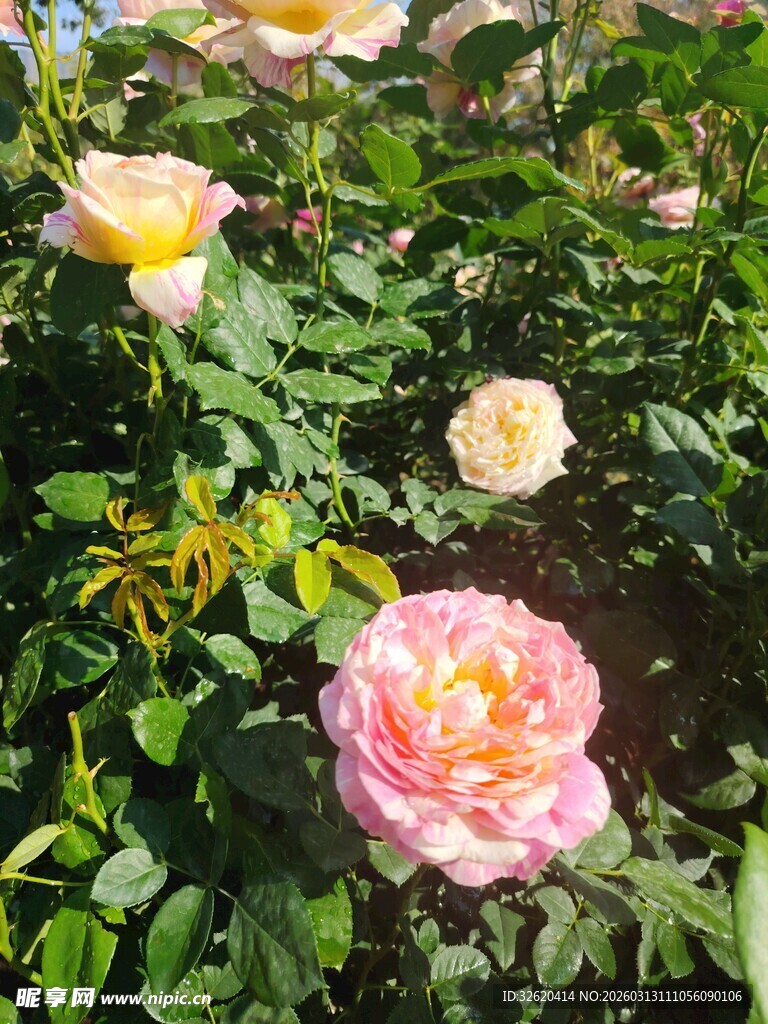 月季花