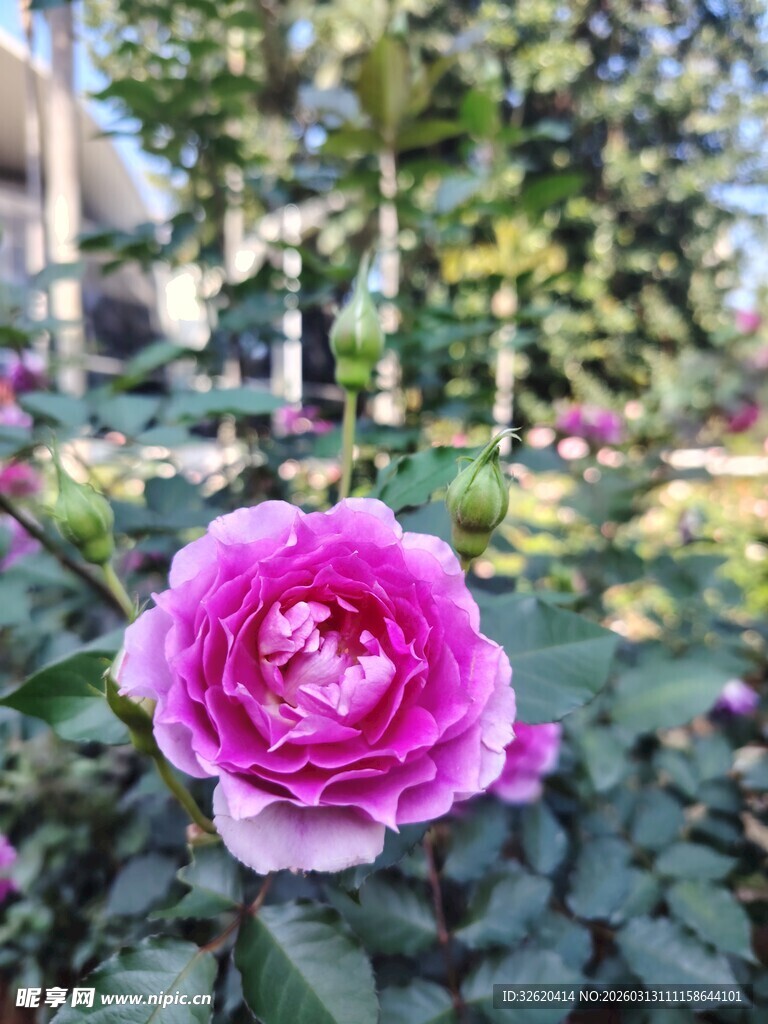月季花