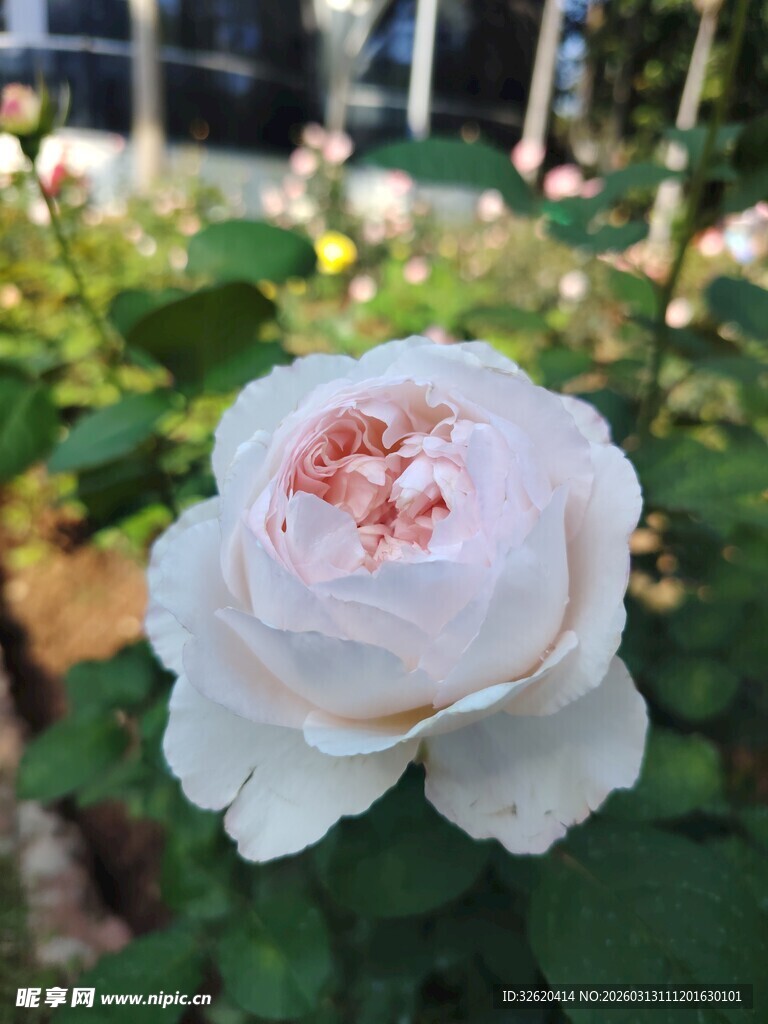 月季花